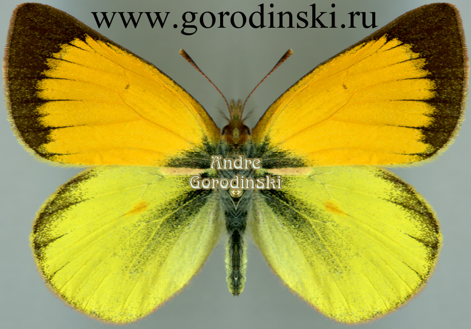 http://www.gorodinski.ru/pieridae/Colias dimera.jpg